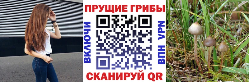 продажа наркотиков  Луза  Галлюциногенные грибы Cubensis 